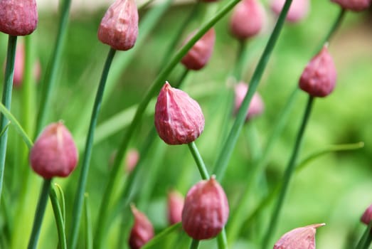 Closeup of unopened pink chive flower buds
