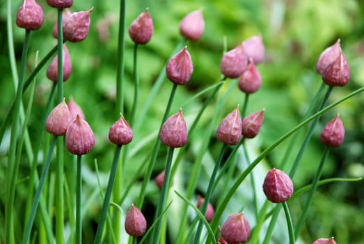 Unopened flower buds on a thriving chive plant