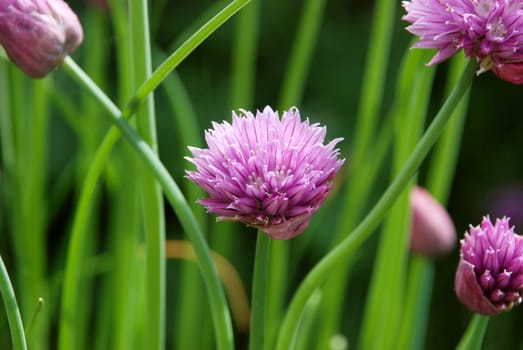 Closeup of a chive flower head among the green scapes