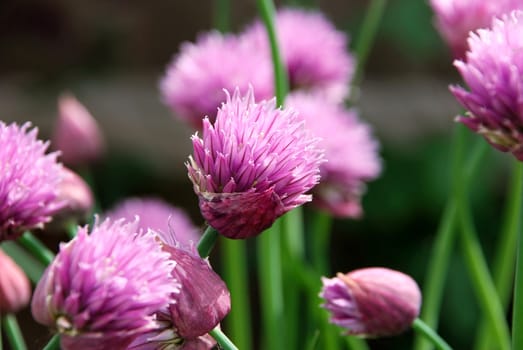 Closeup of pink chive flowers opening