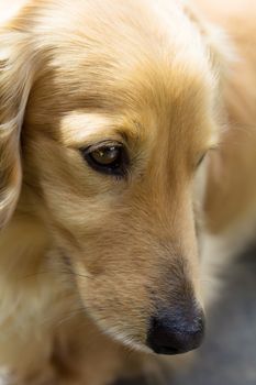 Portrait of blond miniature long hair dachshund 