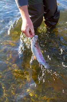 Catch and release fishing is a great sustainable way to enjoy angling yet leaving fish like this native rainbow trout redside for years to come.