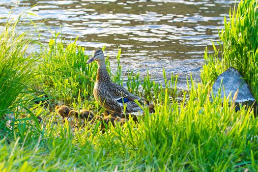 A protective mother duck guards her chicks from predators in the grass along this rvier bank.