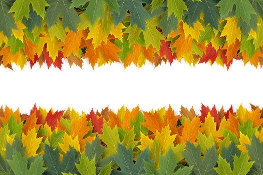 Autumn Leaves border design concept with maple leaf foliage arranged in a multi colored seasonal themed concept as a symbol of the fall weather on a white background.