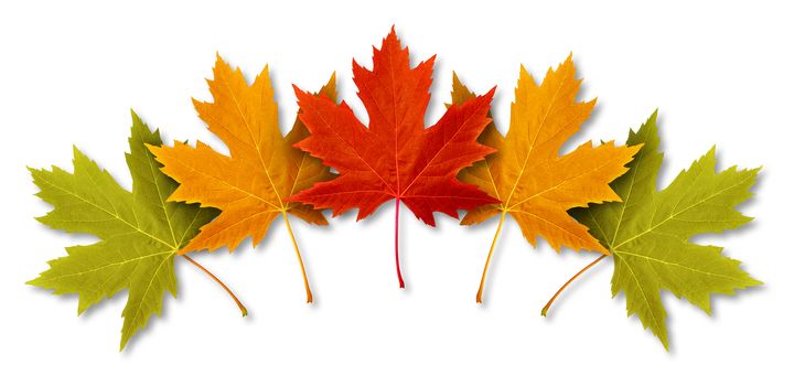 Autumn Leaves with five maple leaf foliage arranged in a multi colored seasonal themed concept as a symbol of the fall weather on a white background.