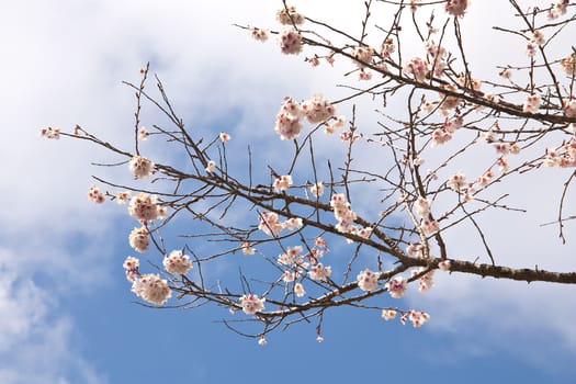 Sakura branch and flowers blooming blossom on sky background