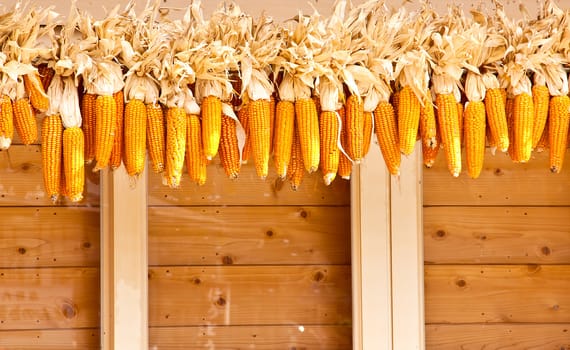 Many corn had been hung on the wood