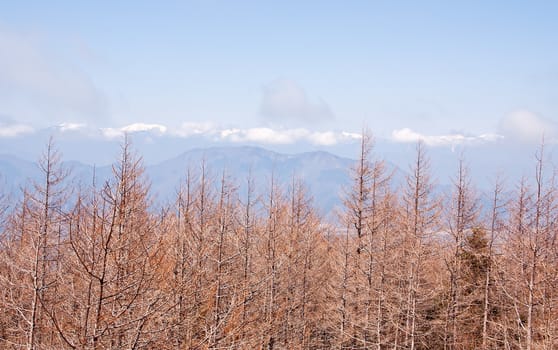 View on the mountain. See barren trees.