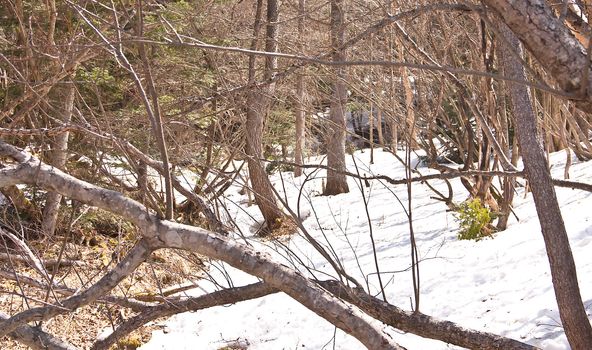 Snow flow through the trees onto the ground below.