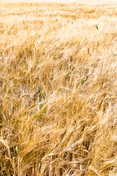 Field of golden rye classes closeup