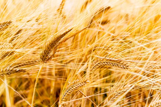 Field of golden rye classes closeup