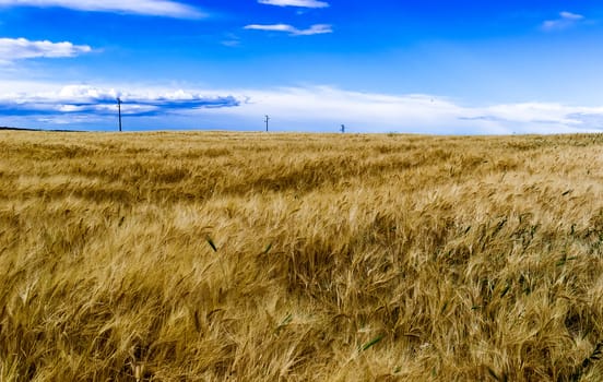 Field of ripened rye against the blue sky