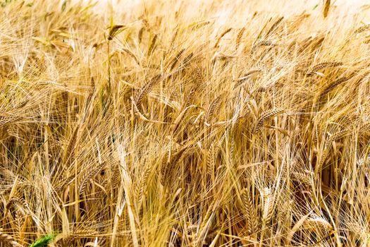 Field of golden rye classes closeup