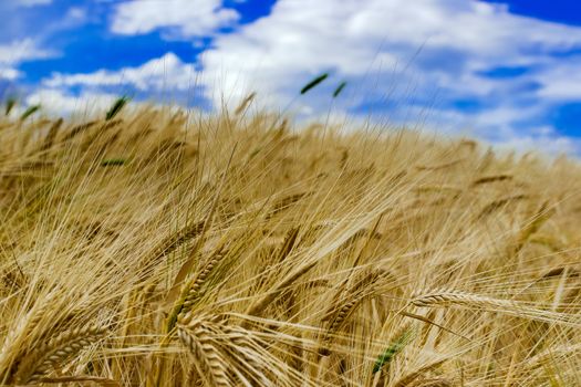 Field of ripened rye against the blue sky