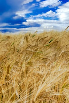 Field of ripened rye against the blue sky