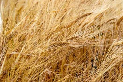 Field of golden rye classes closeup