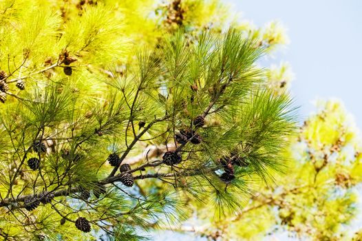 Pine branch with cones