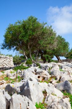 olive trees