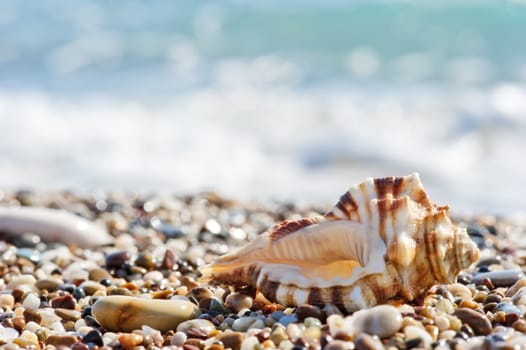 Seashell on sand and pebble beach by the sea.