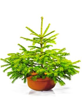 Little green Christmas tree in a red pot.