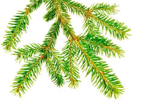 The branch of a Christmas tree with short needles on a white background