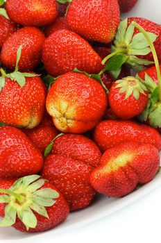 Perfect Ripe Strawberries with Stems Straight from Garden in white plate closeup