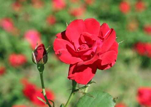 red rose in a garden