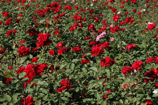 red roses in a garden