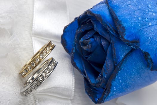 roses and wedding rings on white background