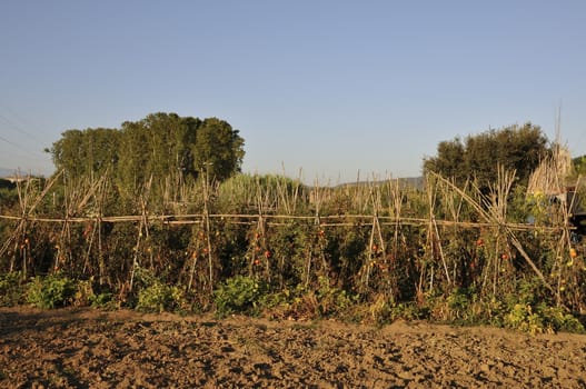 Montornes garden tomatoes