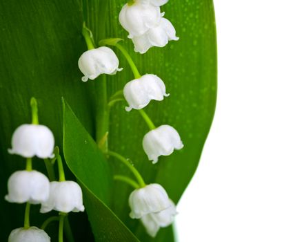 Lily-of-the-valley with water drops isolated on white background. Convallaria majalis 