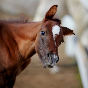 Portrait of a brown foal. Muzzle of a foal. Brown foal. Small horse. Foal with an asterisk on a forehead.