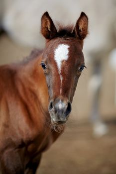 Portrait of a brown foal. Muzzle of a foal. Brown foal. Small horse. Foal with an asterisk on a forehead.