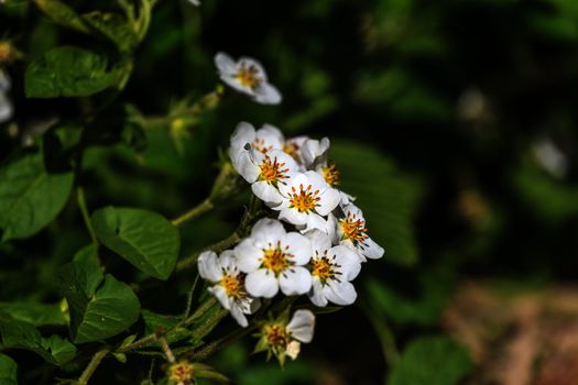 Flowering strawberry shot with a change of focus from the top.  