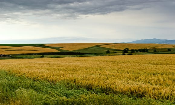 Landscape composed of a barley field in the foreground