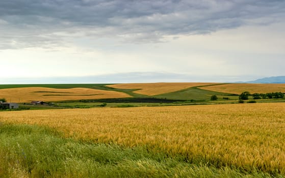 Landscape composed of a barley field in the foreground