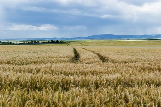 Unripe wheat field and cloudy blue sky