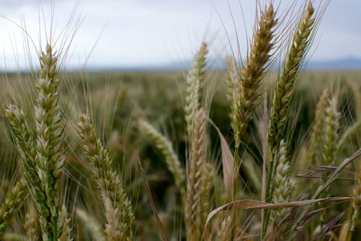 Unripe wheat classes at field closeup