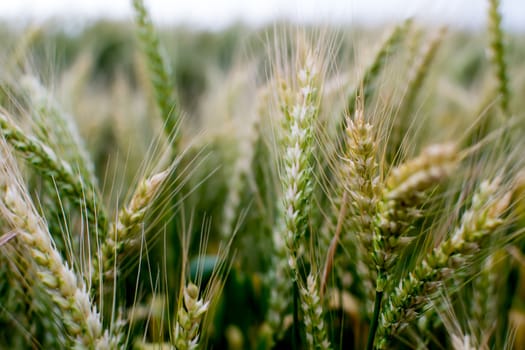 Unripe wheat classes at field closeup