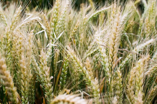 Unripe wheat classes at field closeup