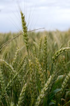 Unripe wheat classes at field closeup