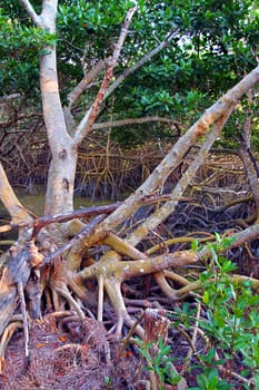 Mangroves of Everglades National Park in southern Florida.