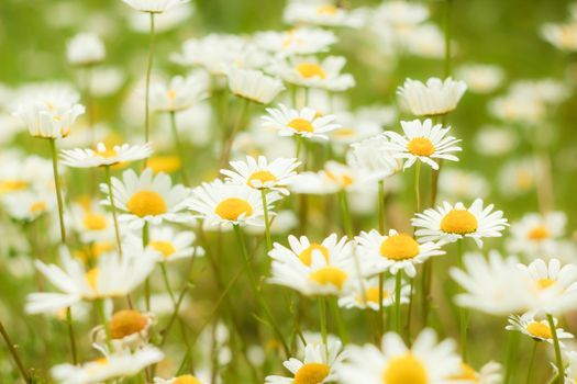 Camomiles Closeup Background