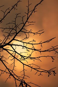 Bare tree branches against twilight sky