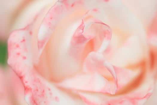 Abstract Rose Closeup Background