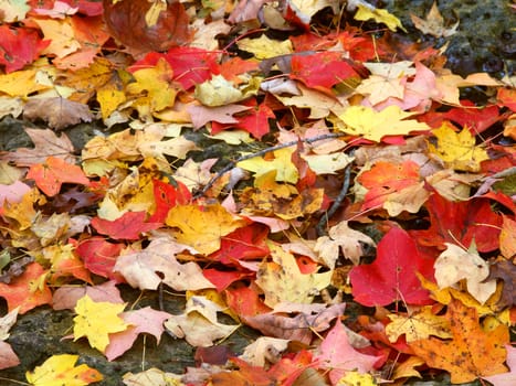 Background of autumn leaves on a forest floor of Illinois.