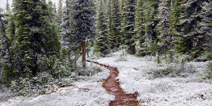 Snow falls on an autumn day along a narrow trail of Jasper National Park.