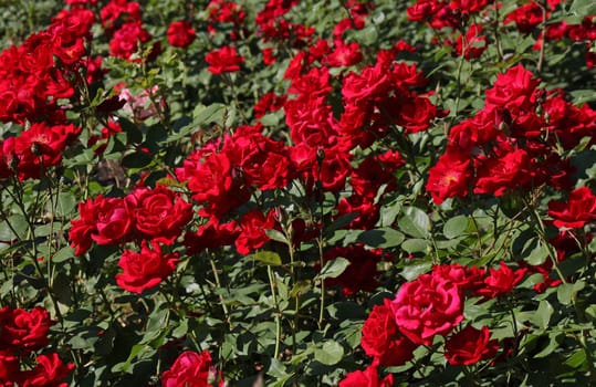 red roses in a garden