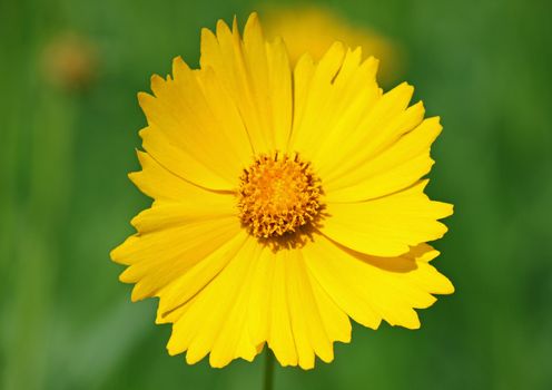 close up of yellow daisy