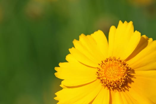 yellow daisy over green background
